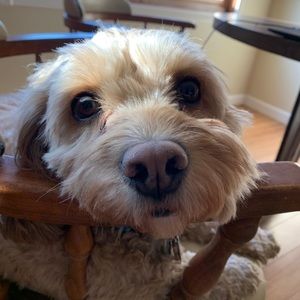 Meet your Posher, Sam